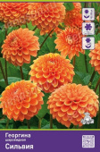Георгин шаровидный Сильвия I/К