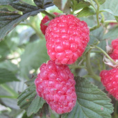 Малина Спутница/ЦКор традиционные сорта