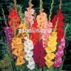 Гладиолус Large Flowering, 71527, 1 шт