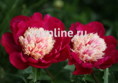 Пион травянистый Вайт Кэп (густо-красно-розовый,в серед.белый,аромат,цв.обильно,средний,1шт)