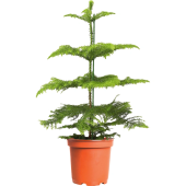 Араукария D12 h45