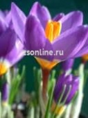 Крокус Sieberi Tricolor lilac, 15 шт