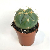 Гимнокалициум Хорста D7см H8см