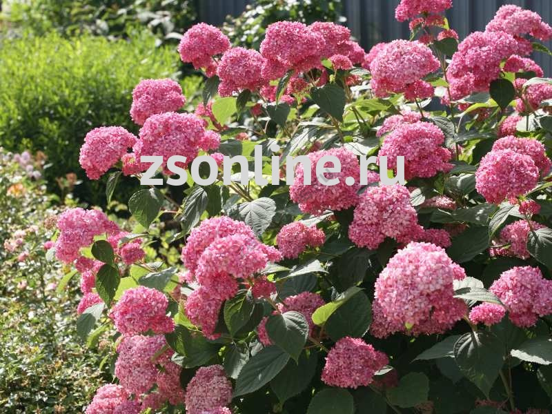 Гортензия древовидная розовая: сорта и сочетания