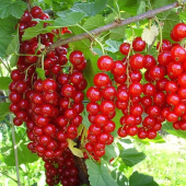 Смородина кроваво-красная V 3л