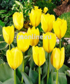 Тюльпан Yellow Purissima, 5 шт