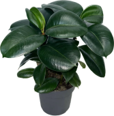 Фикус эластика София D-29 H70см