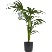 Ховея Форстериана 4рр D17см H90см