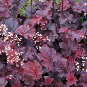 Гейхера Cajun Fire, лист красно-коричневый, С 3, 25 cм