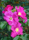 Роза морщинистая Рубра, С 2-3