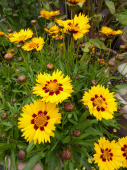 Кореопсис крупноцветковый, Coreopsis grandiflora "Sun Fire", желтый, h50 см, С1