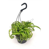 Хлорофитум подвесной *В