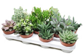 Суккулентный микс 7/7 см