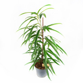 Фикус Бенджамина Али D17см H70см