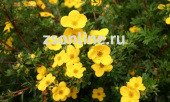 Лапчатка кустарниковая Голдстар, С 1,5, 25-30 см