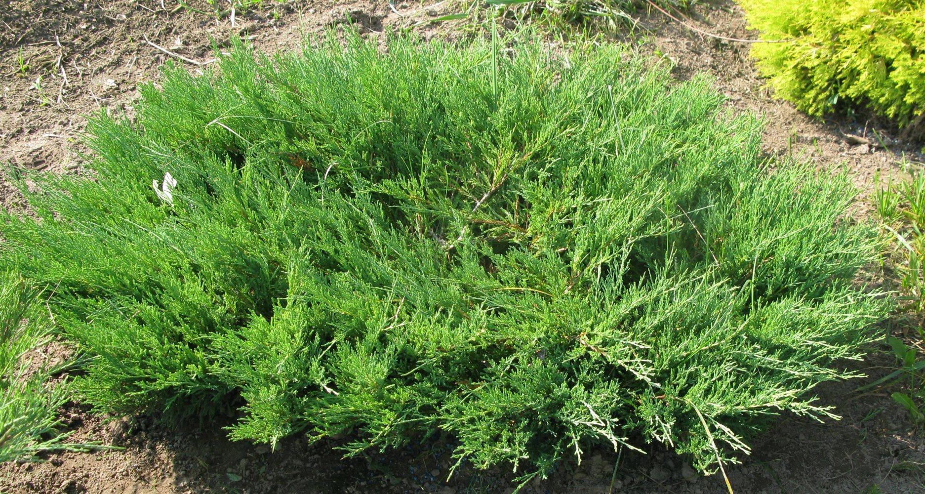 Можжевельник казацкий Вариегата - Juniperus sabina Variegata