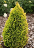 Туя западная (Thuja occidentalis Smaragd C3 60-70)