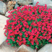 Обриета дельтовидная Cascade Red, красный, С 1, 15 см