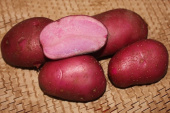 Картофель семенной Сюрприз элита, 1 кг