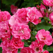Роза почвопокровная `Хотлайн`, Rosa (S) `Hotline`® RIGOROSEN(C 7, 30-40, V)