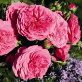 Роза флорибунда Баронесса, C 7, 30-40 см