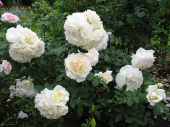 Роза флорибунда Космос, C 7, 30-40 см