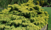Можжевельник средний (Juniperus media Old Gold) 20-25 см, C 2л