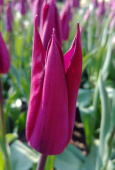 Тюльпан Purple Bouquet (5 шт) Star