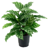 Калатея Фредди, D10 см