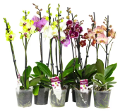 Фаленопсис Китайский микс 2 ветки D10см H40 см