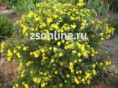 Лапчатка кустарниковая Голдфингер, С 5, 20-25 см