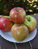 Яблоня Хонейкрисп/подвой семенной/С