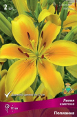 Лилия азиатская Полианна 12-14/К 5шт
