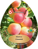 Абрикос Графиня 2-х лет/С