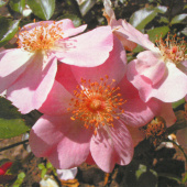 Роза флорибунда Роузромантик, C 7