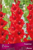 Гладиолус Йоска 10-12/К 10шт