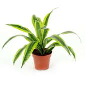 Драцена фрагранс Лемон Лайм d12 h 35