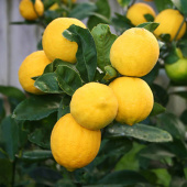 Цитрус Лимон Мейера	V 1,5 л																					