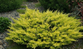 Можжевельник горизонтальный (Juniperus horizontalis Limeglow C5 50-60)