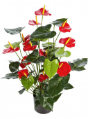 Искусственное растение Антуриум Де Люкс большой куст красный в-75 см в горшке