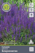 Сальвия дубравная (Шалфей) Блаукенигин (фиолетово-синий) 1шт