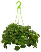 Растения зеленые ампельные D21