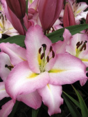 Лилия Восточная Пикет, нежно-розовый с белым центром, 2 шт