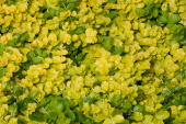 Вербейник монетолистный "Goldilocks", желтый, h5-10см, C1