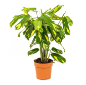 Ктенанта D17см H40см