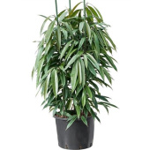 Фикус 27/150 см