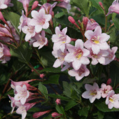 Вейгела цветущая Полька, Weigela florida Polka, 3 л, 15-20 см