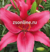 Лилия ОА-Гибрид Кокопа, красно-розовый с тёмным напылением в сердцевине, 2 шт