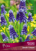 Мускари неглектум Джойс Спирит 7-8/К 7шт