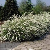 Спирея серая Грефшейм С5 50-60